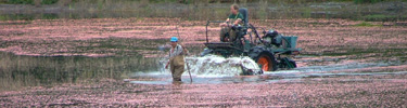 Cranberry harvest at New Jersey's Double Trouble State Park